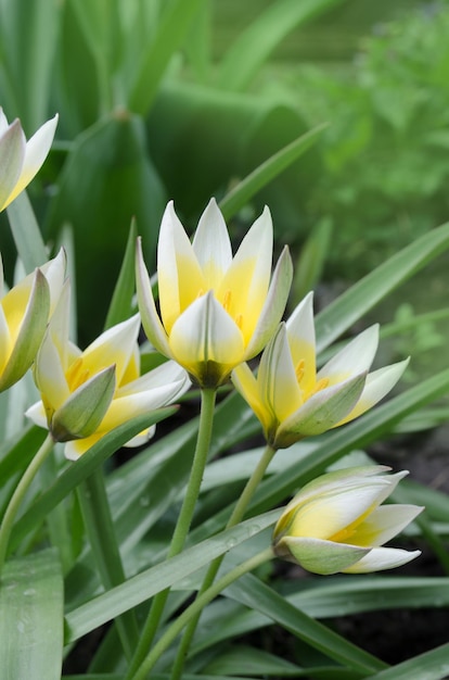 Diminutiv-Tulpe Tarda Tarda Dasystemon-Tulpe im Garten