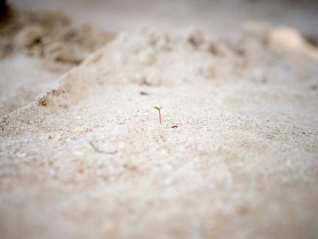 Diminuto brote crece en la playa de arena.