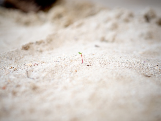 Diminuto brote está creciendo en la playa de arena