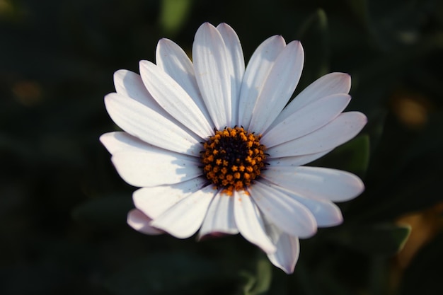 Dimorphotheca eclonis es una especie de planta cultivada como planta ornamental de la familia de las margaritas