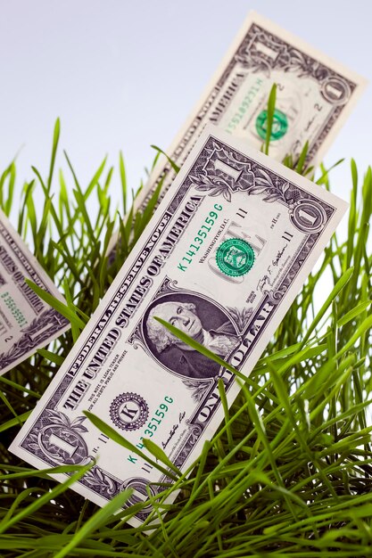 Dinero americano en un campo agrícola