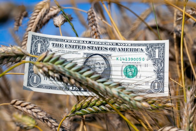 Dinero estadounidense en el campo agrícola junto con trigo de cereal