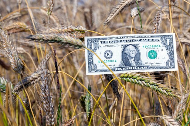 Dinheiro americano no campo agrícola junto em trigo de cereais