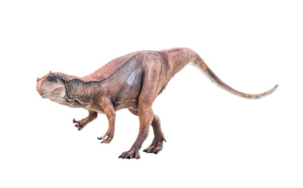 Dinosaurier Allosaurus auf isoliertem Hintergrund