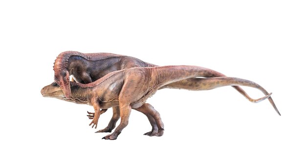 Dinosaurier Allosaurus auf isolierten Hintergrund