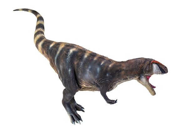 Dinosaurier Carcharadontosaurus isolierter Hintergrund