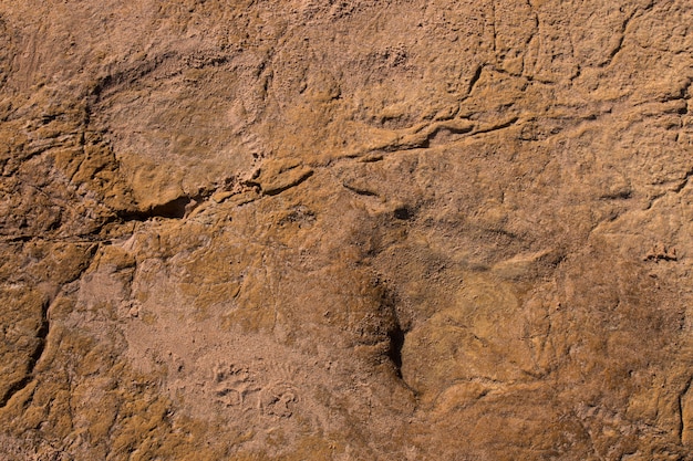 Dinosaurier Fußabdrücke auf Stein