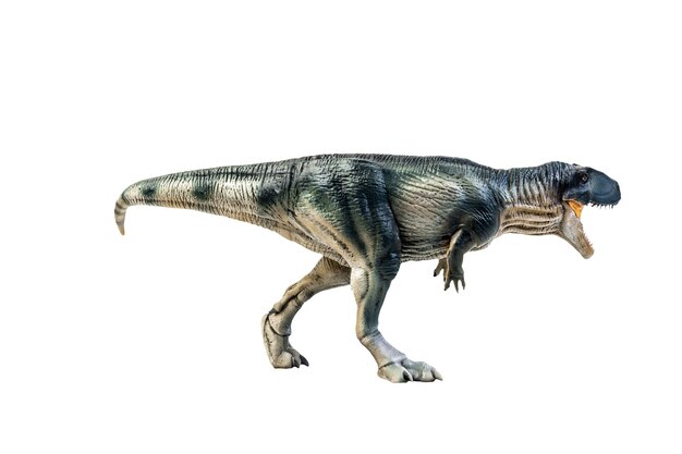 Dinosaurier Giganotosaurus auf einem isolierten Hintergrund-Klipppfad