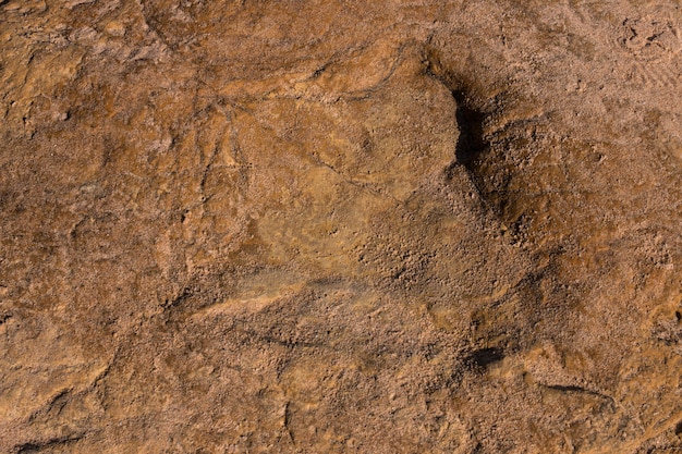 Dinosaurierabdrücke auf Stein