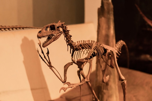 Dinosaurierskelette im Museum untergebracht