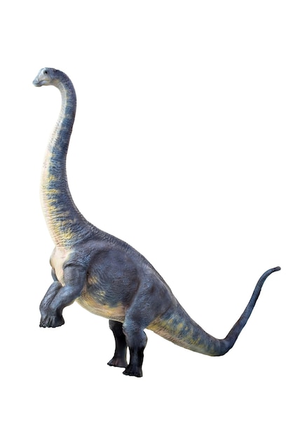 Dinosaurio Brontosaurio fondo aislado