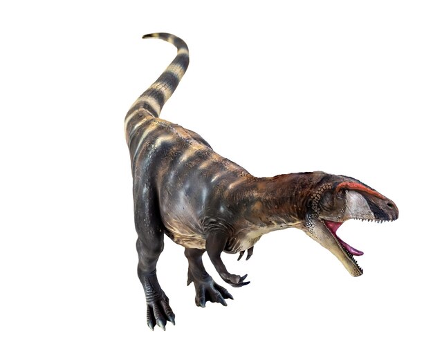 Foto dinosaurio carcharadontosaurus fondo aislado