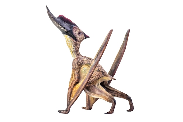 dinosaurio Dsungaripterus fondo aislado