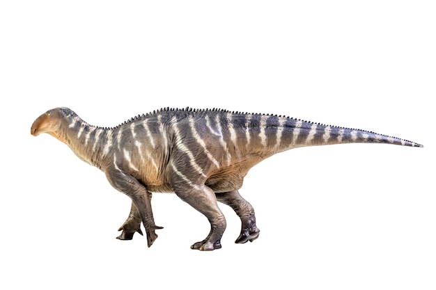 Dinosaurio Iguanodon sobre fondo blanco aislado Trazado de recorte