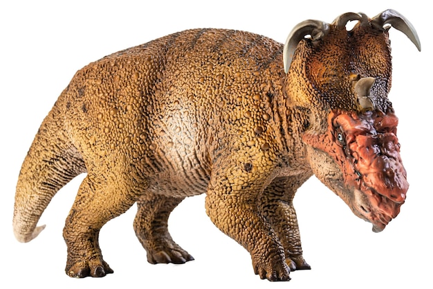 Dinosaurio Pachyrhinosaurus sobre fondo blanco.