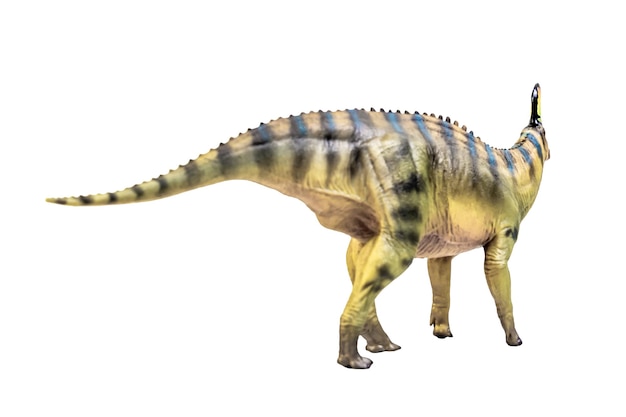 Dinosaurio Tsintaosaurus Spinorhinus sobre fondo blanco aislado Trazado de recorte