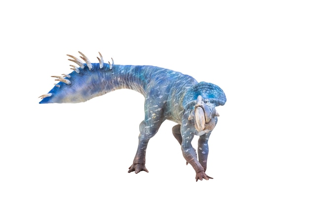 Foto dinossauro protocerátops em fundo isolado
