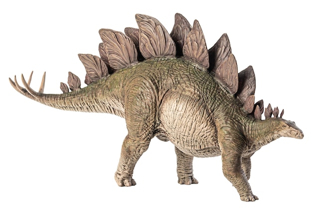 Dinossauro Stegosaurus no fundo branco