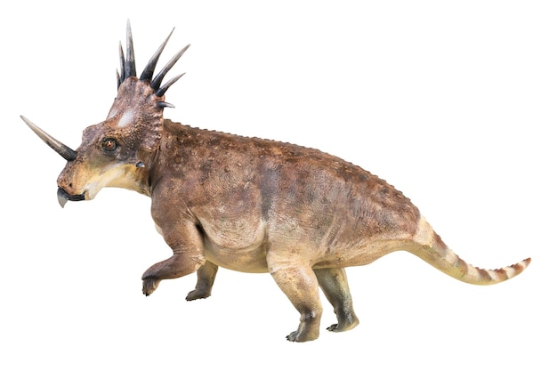 Dinossauro Styracosaurus em fundo isolado