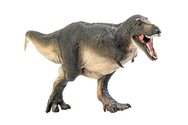 Foto dinossauro tarbosaurus em fundo branco isolado traçado de recorte