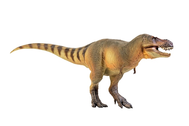 Dinossauro Tiranossauro Rex em fundo branco isolado Trajeto de recorte