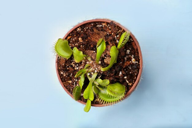 Dionaea muscipula auf farbigem Hintergrund