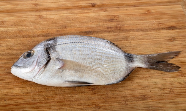 Diplodus vulgaris Fisch auf Holztisch