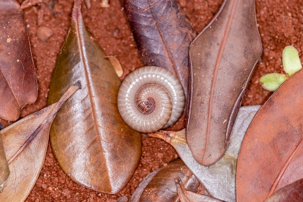 Diplopoden (Diplopoda) sind eine Klasse des Unterstamms Myriapoda, allgemein bekannt als Schlangenläuse. Sie leben in feuchten, schwach beleuchteten Umgebungen mit organischem Material zum Fressen.