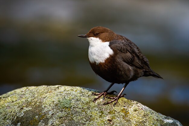 Dipper Branco-throated que senta-se em uma pedra com musgo no rio.