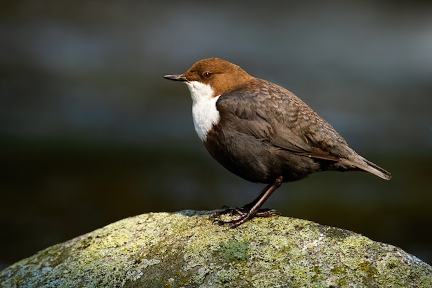 Dipper Branco-throated que senta-se na pedra no nascer do sol.