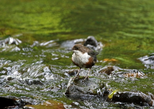 Dipper em busca de comida no rio