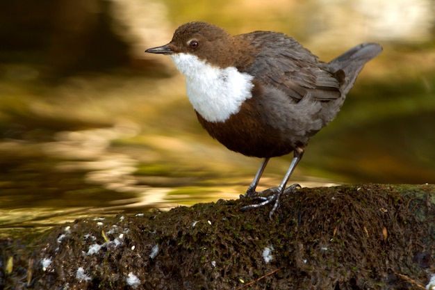 Dipper em um rio cristalino, pássaros, Cinclus cinclus