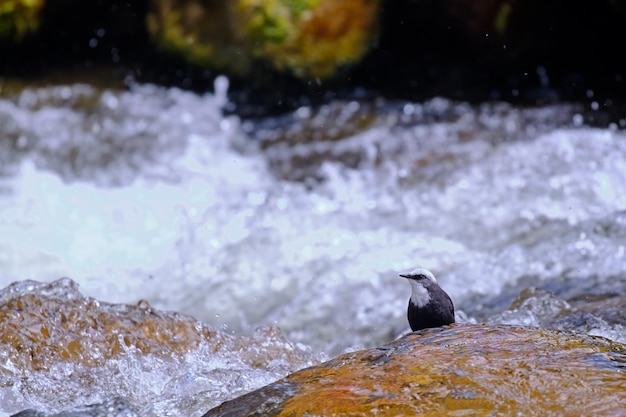 Dipper Whitecapped Cinclus leucocephalus