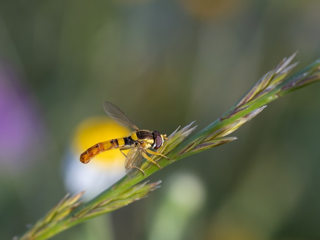 Díptero. espécies de moscas fotografadas em seu ambiente natural.