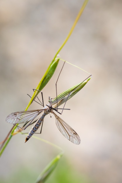 Diptero. Especies de moscas fotografiadas en su entorno natural.