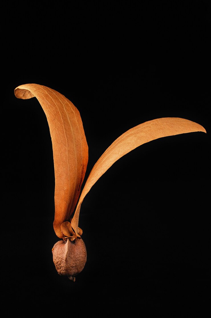Dipterocarpus sp.