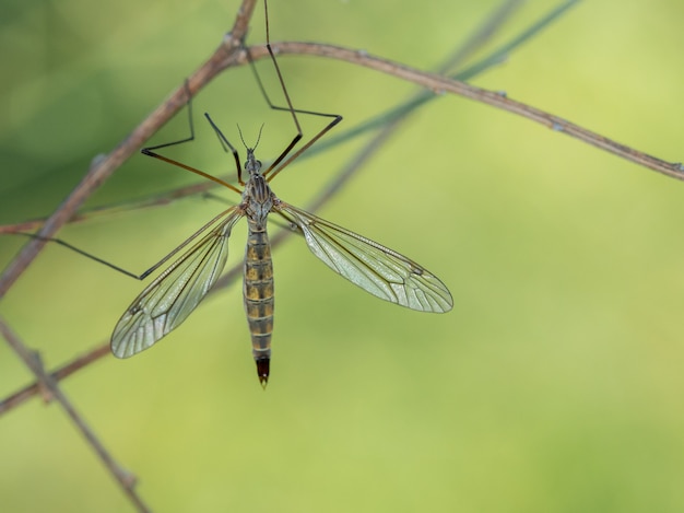 Dipterös. Fliegenarten in ihrer natürlichen Umgebung.