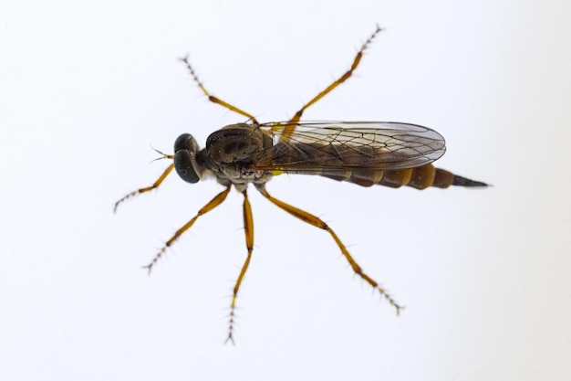 Dipteros-Insekten in ihrer natürlichen Umgebung Makrofotografie