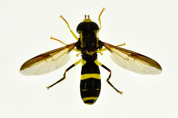 Dipteros-Insekten in ihrer natürlichen Umgebung Makrofotografie