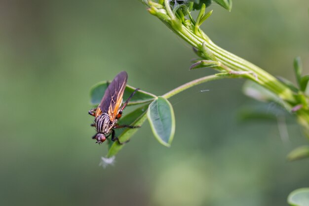 Dipterous. Voe espécies em seu ambiente natural.