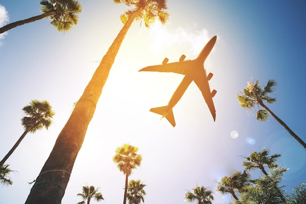 Directamente debajo de la toma de un avión volando sobre una palmera contra el cielo