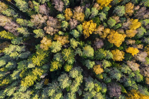 Directamente por encima de un avión no tripulado de plano completo de bosques de pinos esmeraldas verdes y bosques de follaje amarillo