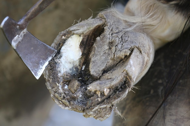 Directamente por encima de un tiro de hacha por un tronco de árbol