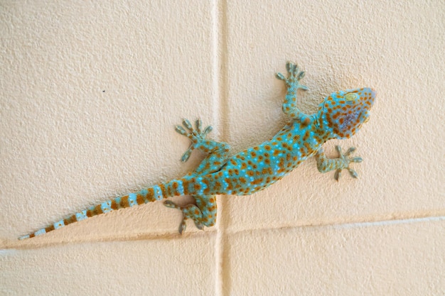 Foto directamente por encima de la toma de lagarto en la pared