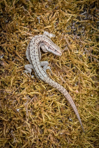 Foto directamente por encima de la toma de lagarto en plantas secas