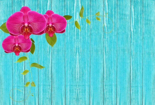 Foto directamente por encima de la toma de plantas de flores rosadas en madera