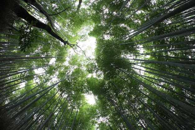 Direkt darunter wächst im Wald Schießbambus.
