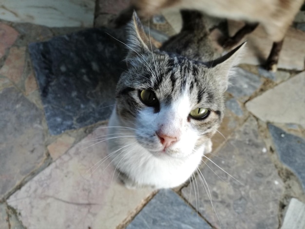 Direkt über dem Porträt einer Katze, die in die Kamera schaut