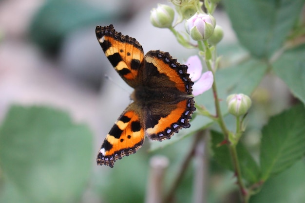 Direkt über dem Schuss des Schmetterlings auf der lila Blume