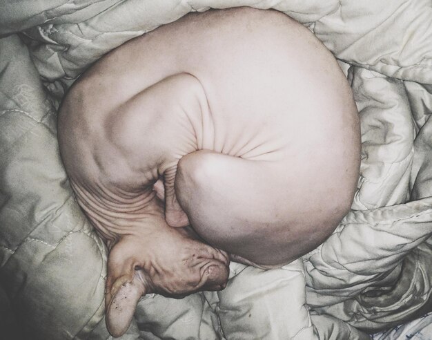 Foto direkt über dem schuss von sphynx schläft eine haarlose katze auf dem bett